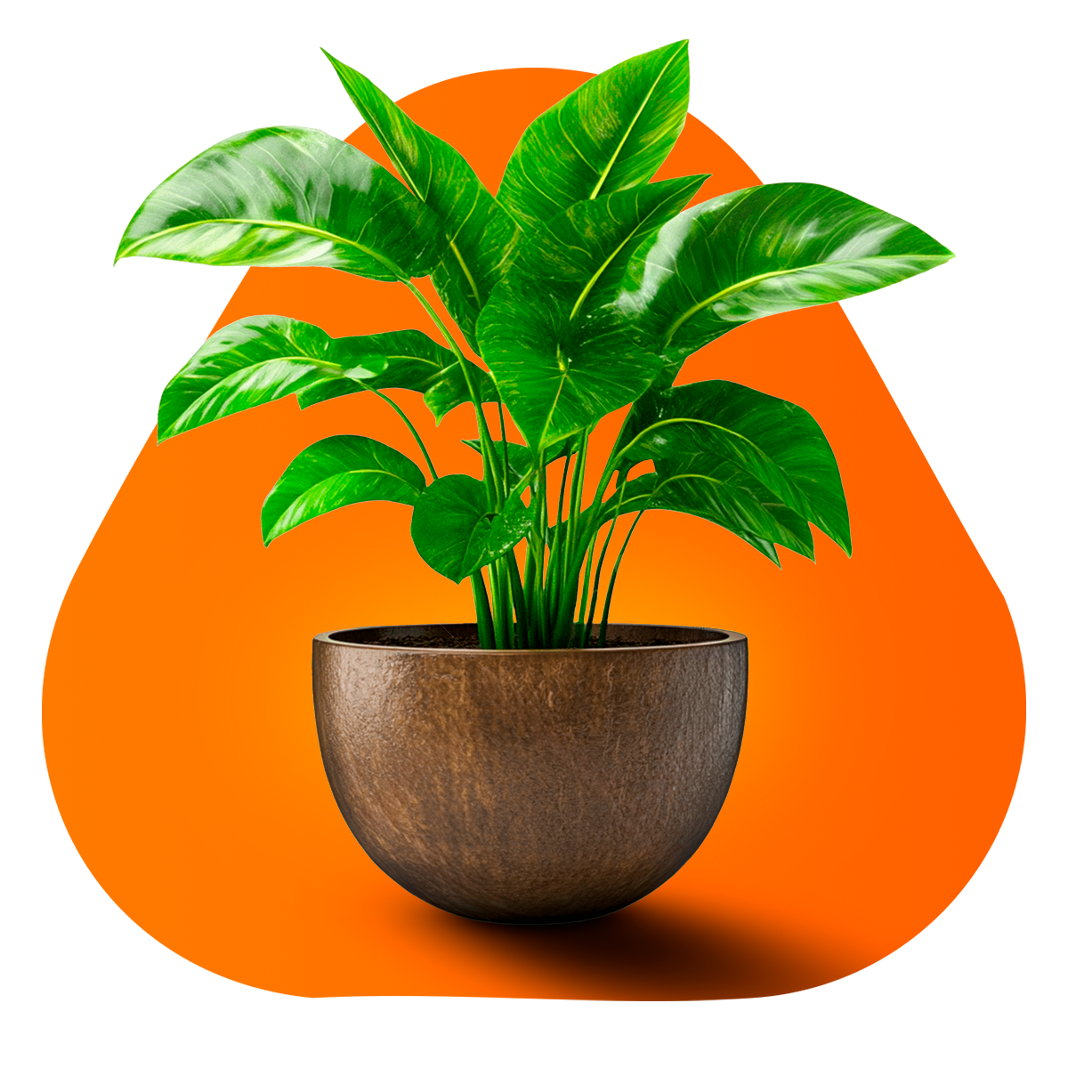DECORAÇÃO